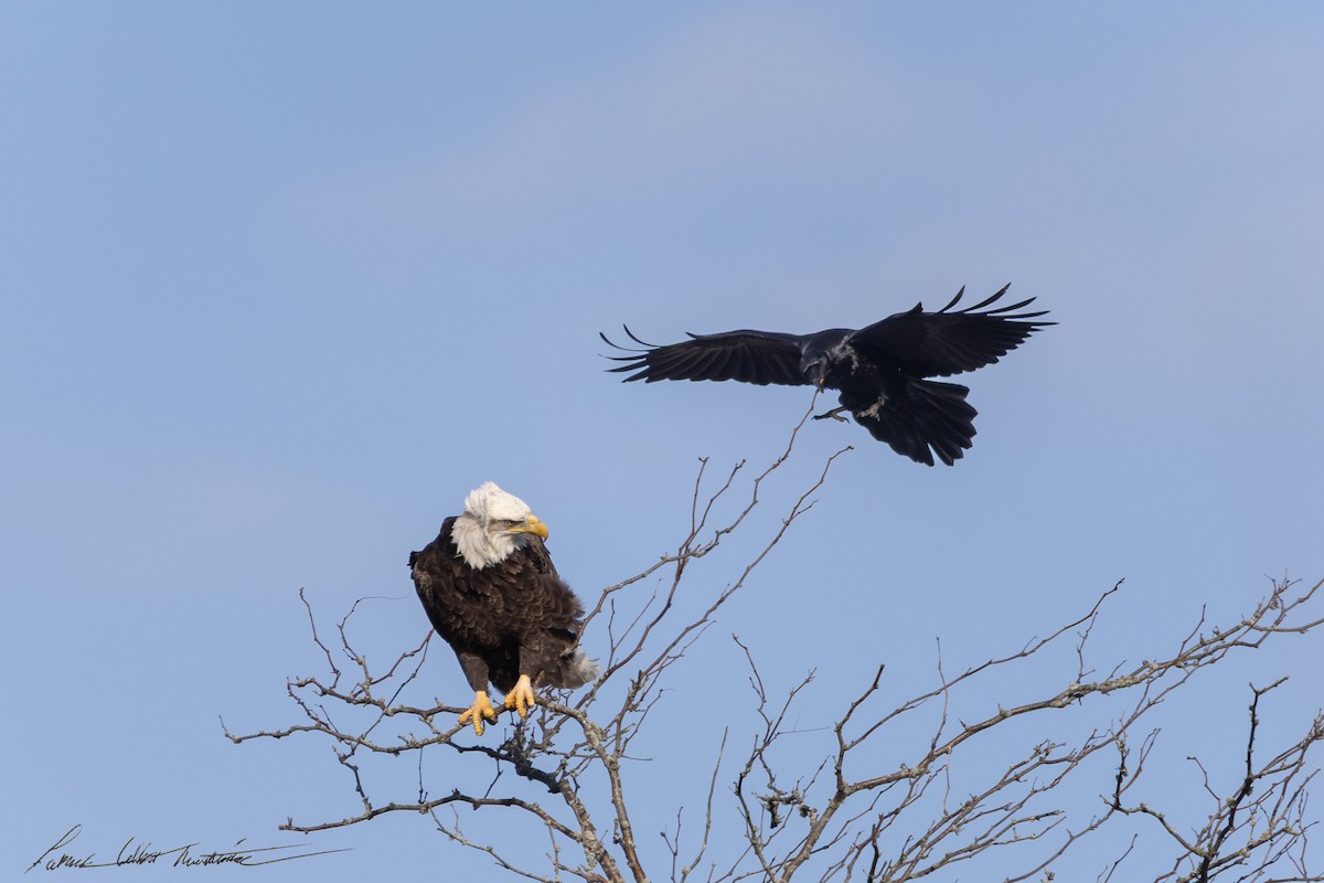 Bald Eagle - ML646725511