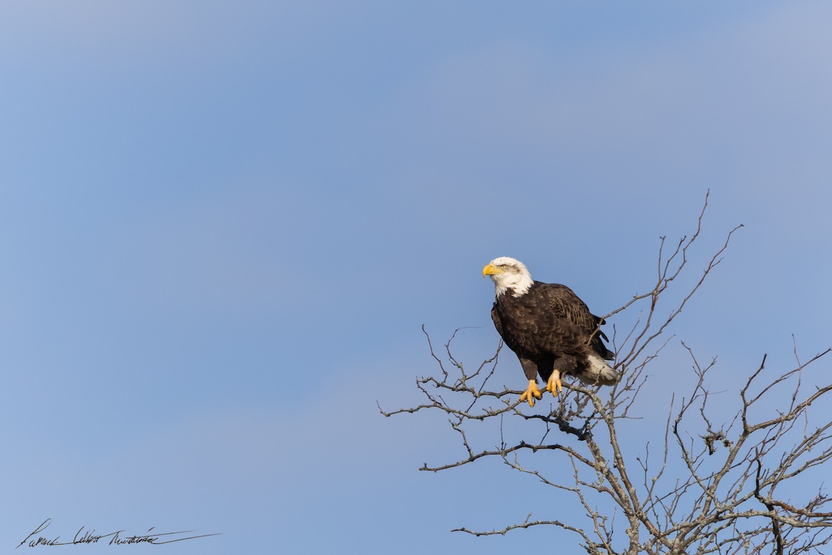 Bald Eagle - ML646725512