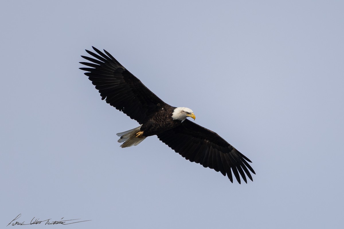 Bald Eagle - ML646725513
