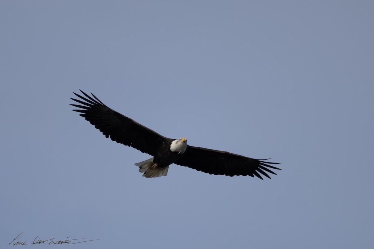 Bald Eagle - ML646725514