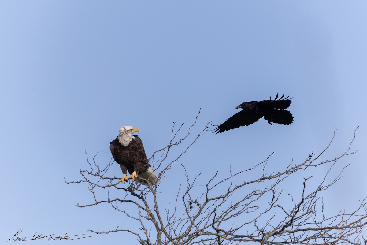 Bald Eagle - ML646725515