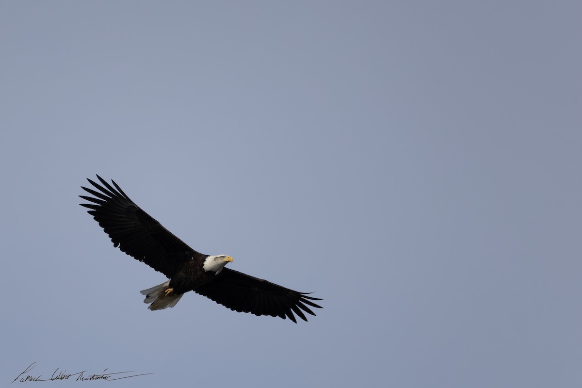 Bald Eagle - ML646725516