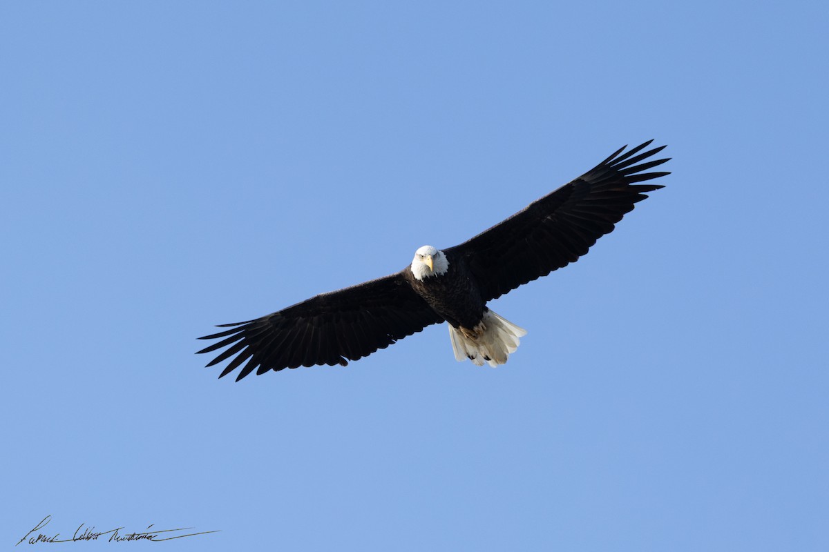 Bald Eagle - ML646725518