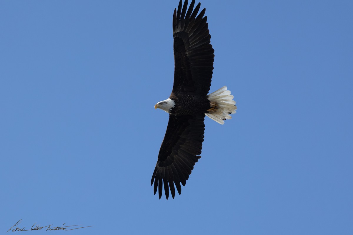 Bald Eagle - ML646725519