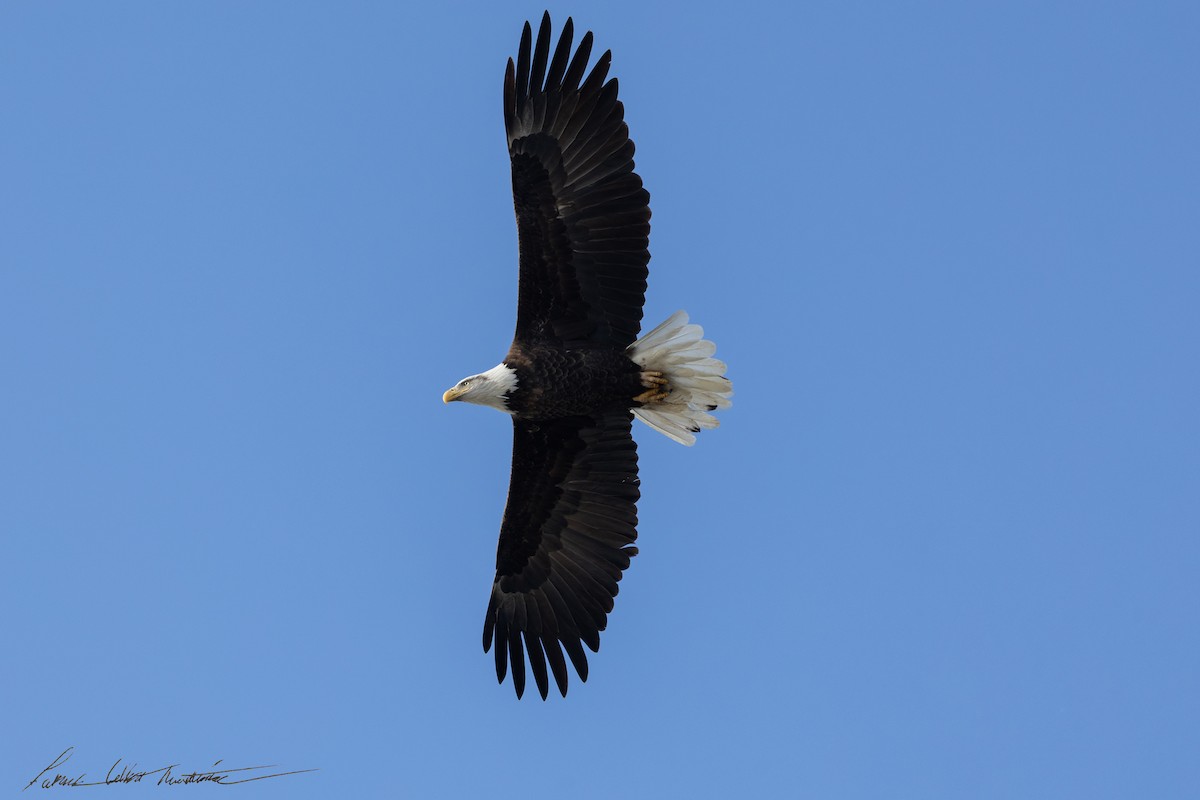 Bald Eagle - ML646725520