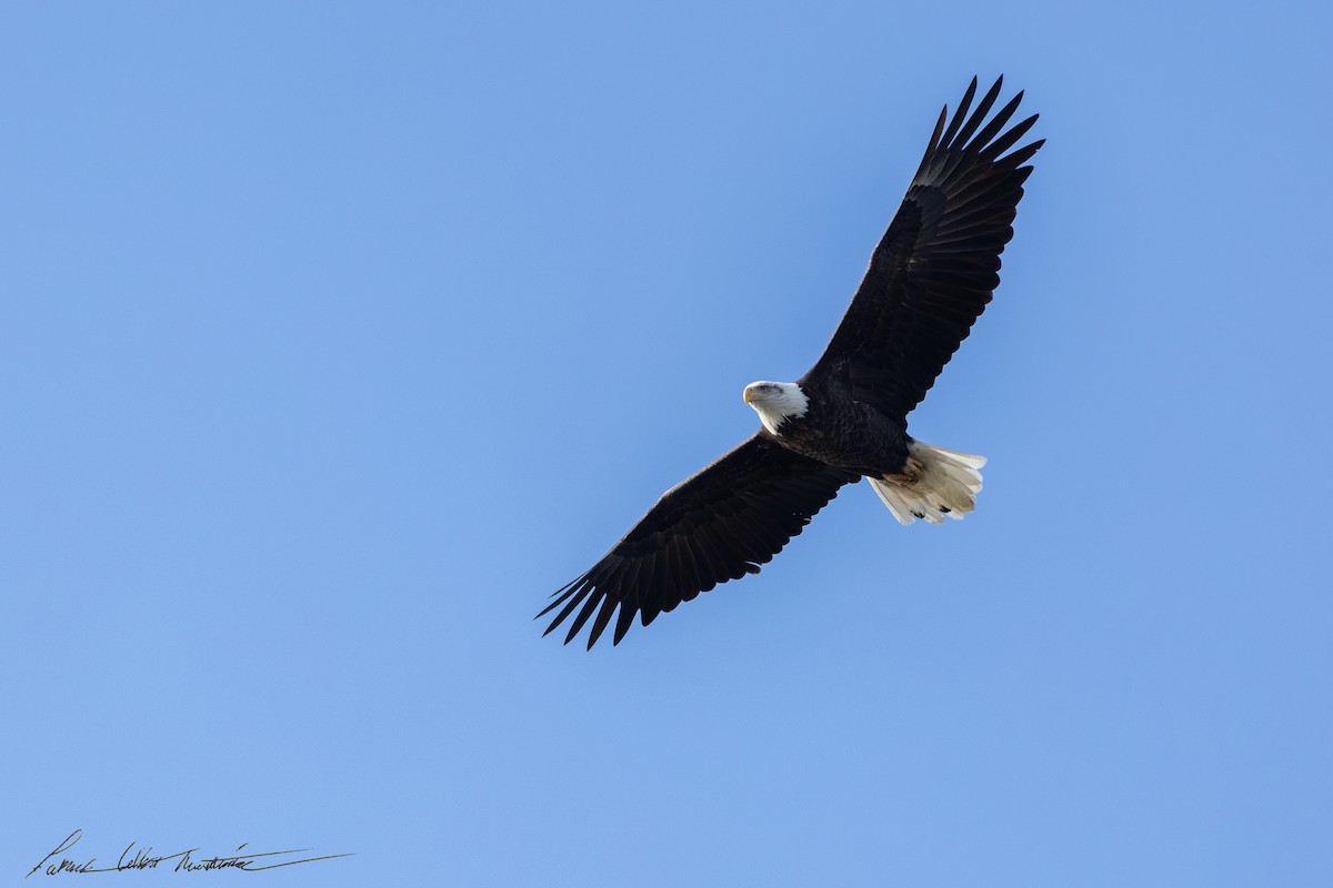 Bald Eagle - ML646725521