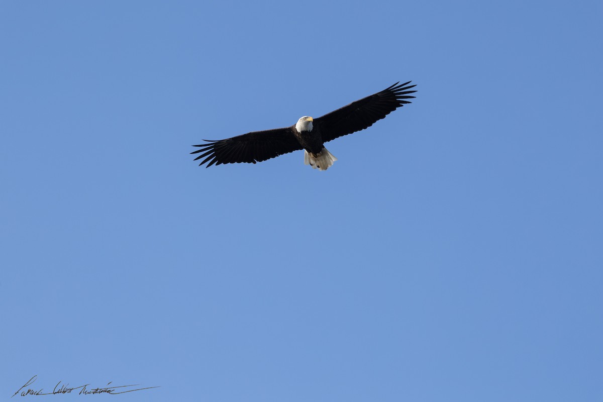 Bald Eagle - ML646725522