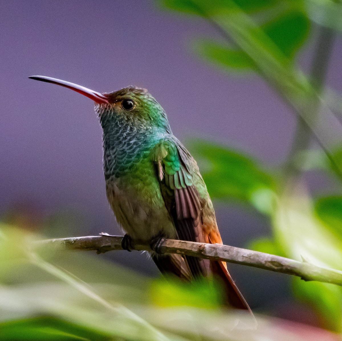 Rufous-tailed Hummingbird (Rufous-tailed) - ML646725528