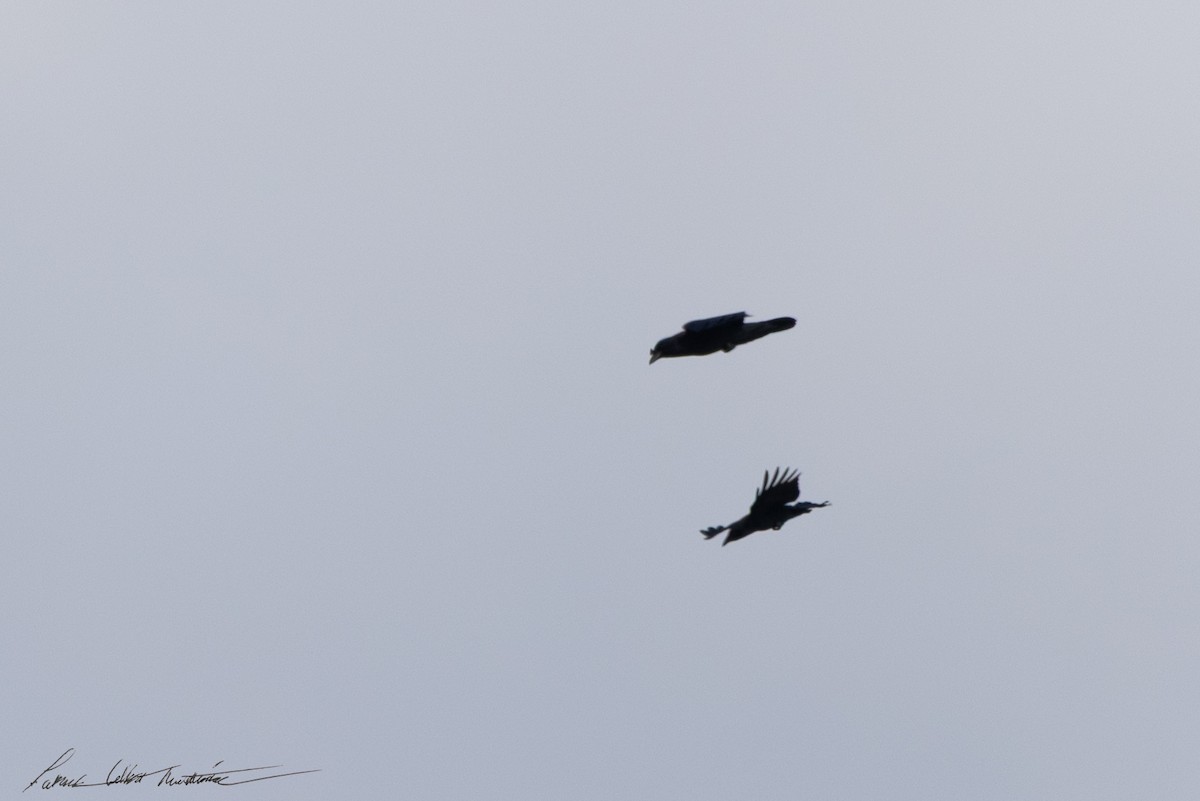 Common Raven - ML646725533