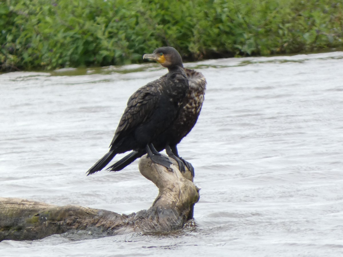 Great Cormorant - ML646725537