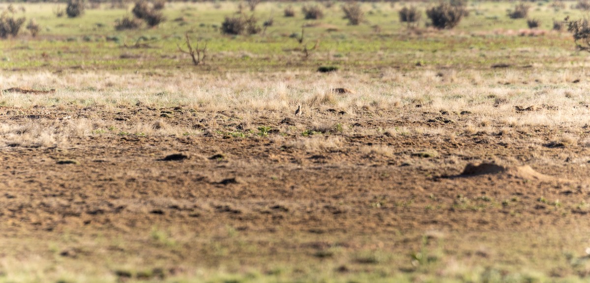 Mountain Plover - ML646725538