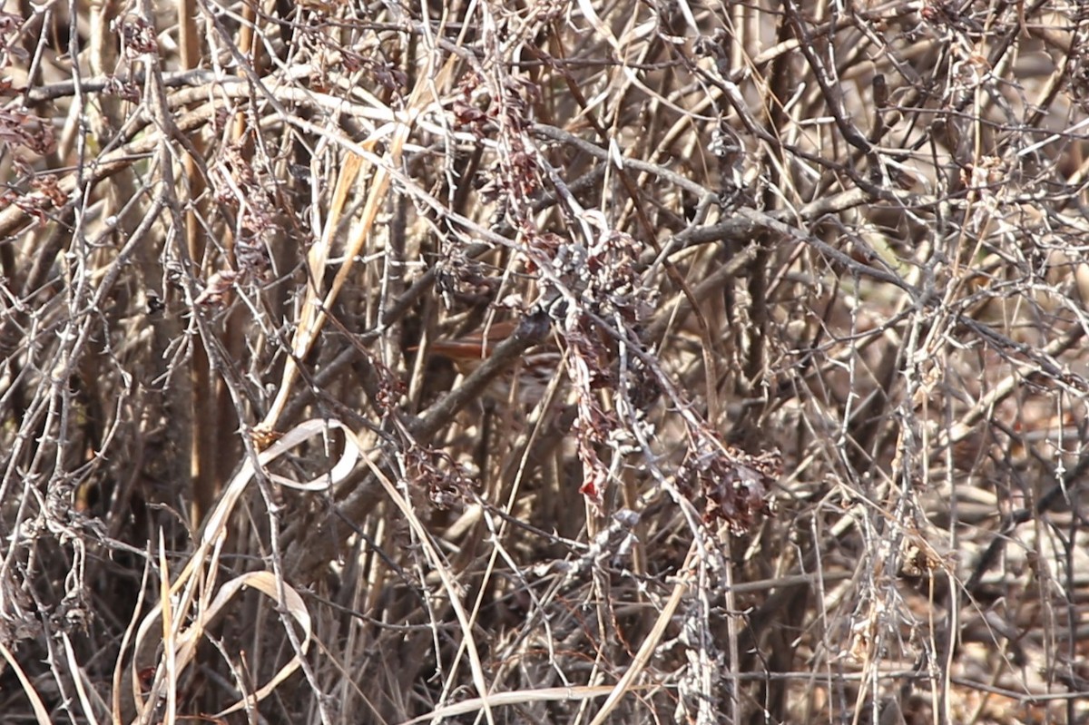 ゴマフスズメ - ML646725540