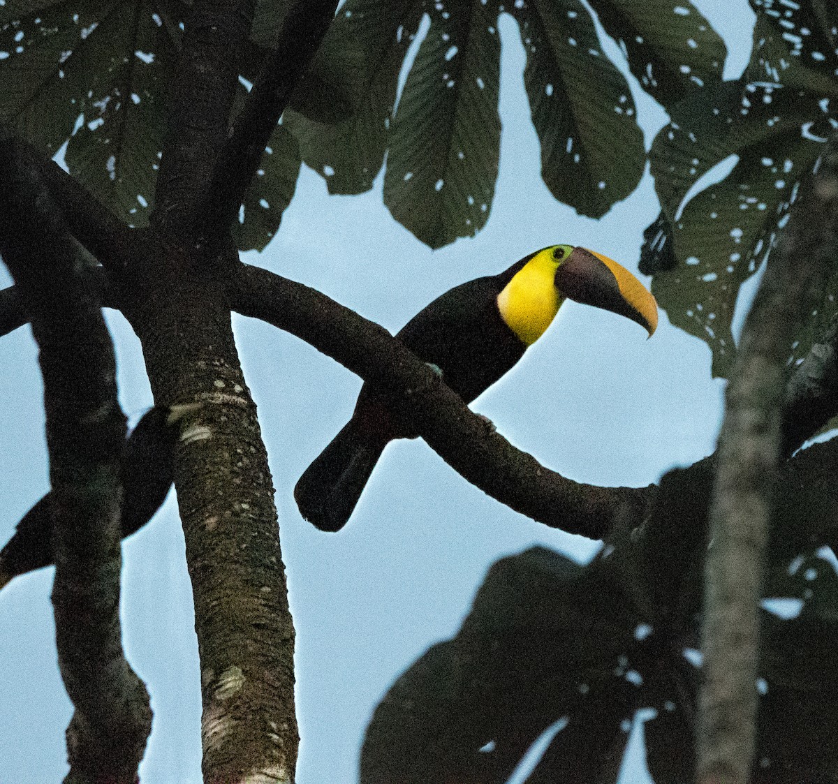 Yellow-throated Toucan (Chestnut-mandibled) - ML646725546
