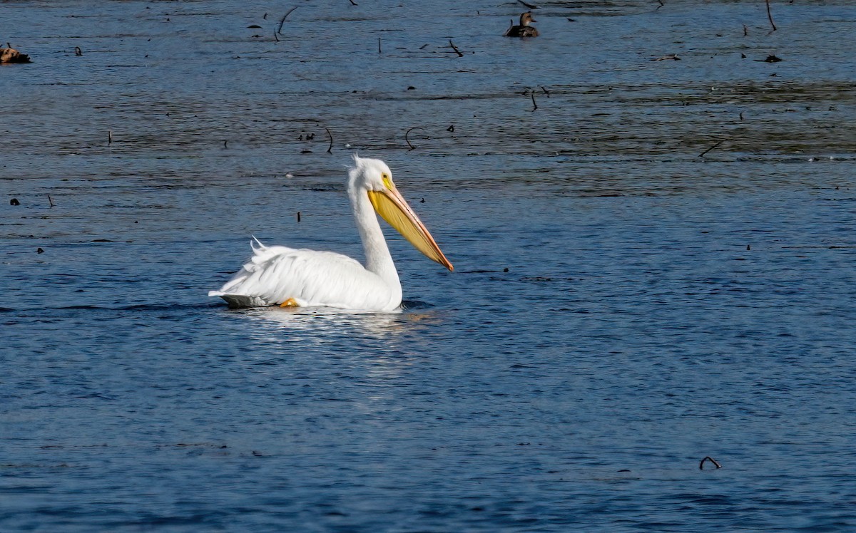 American White Pelican - ML646725547