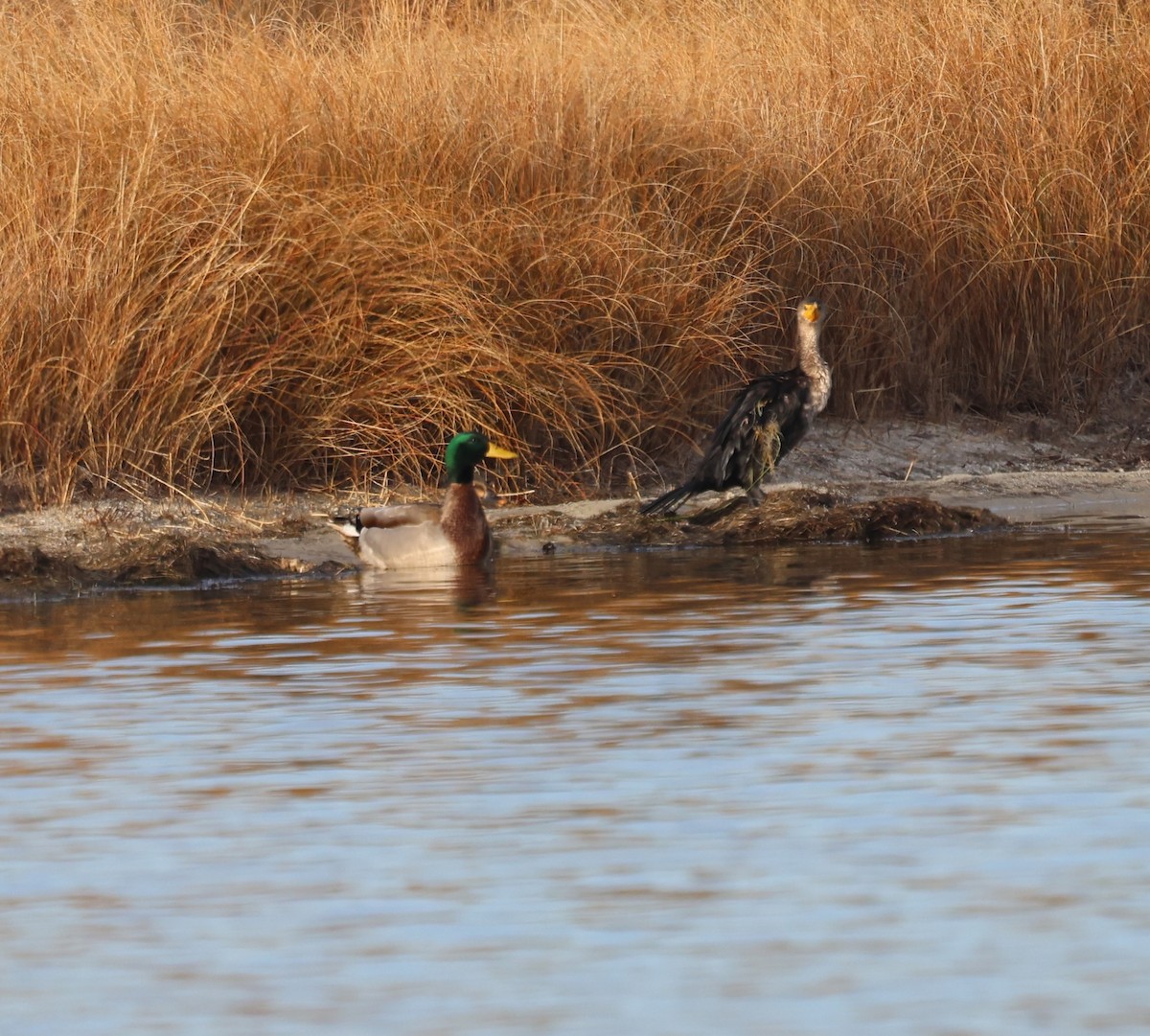 Кряква - ML646725557