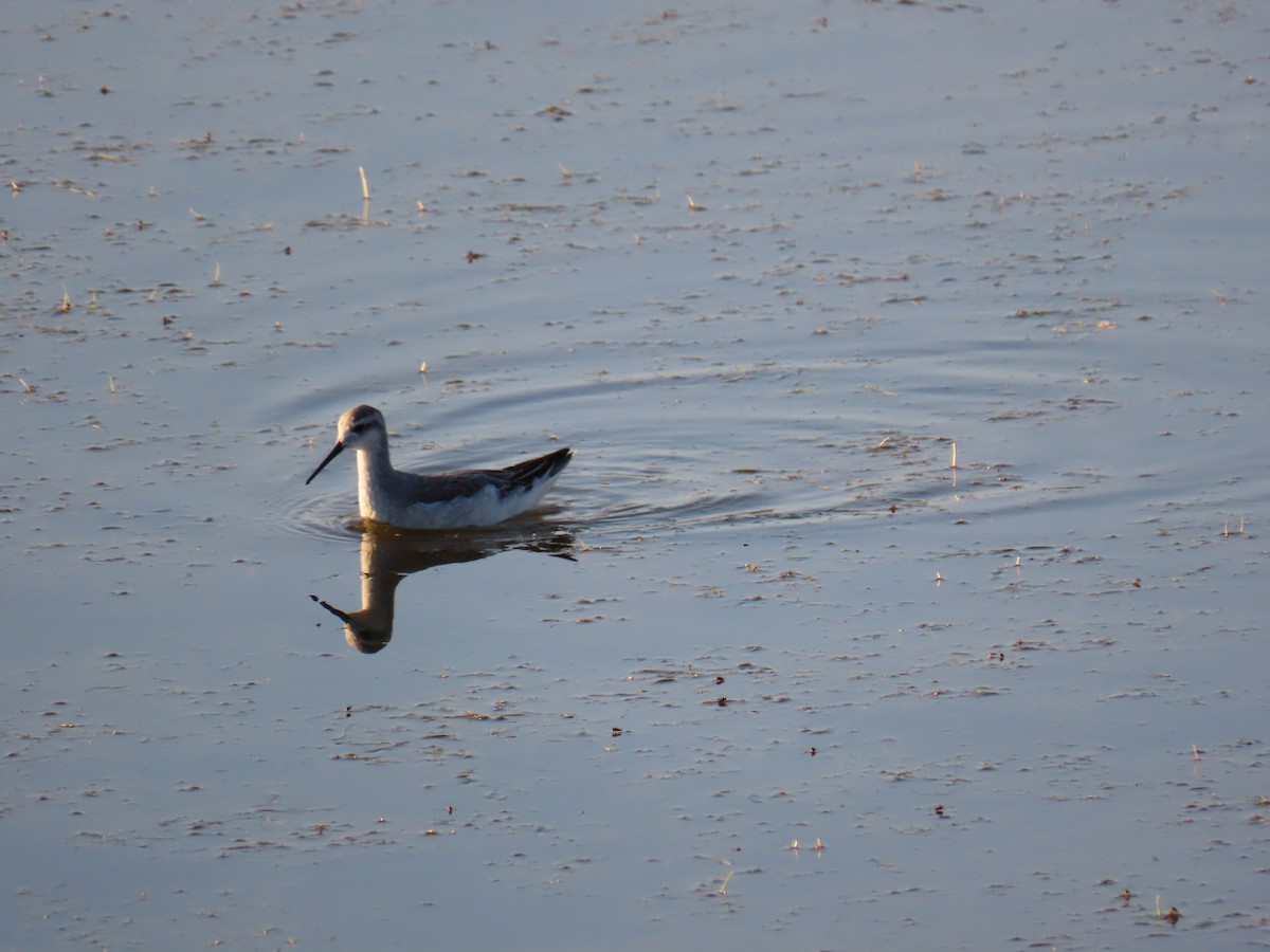 lyskonoh dlouhozobý - ML646725561