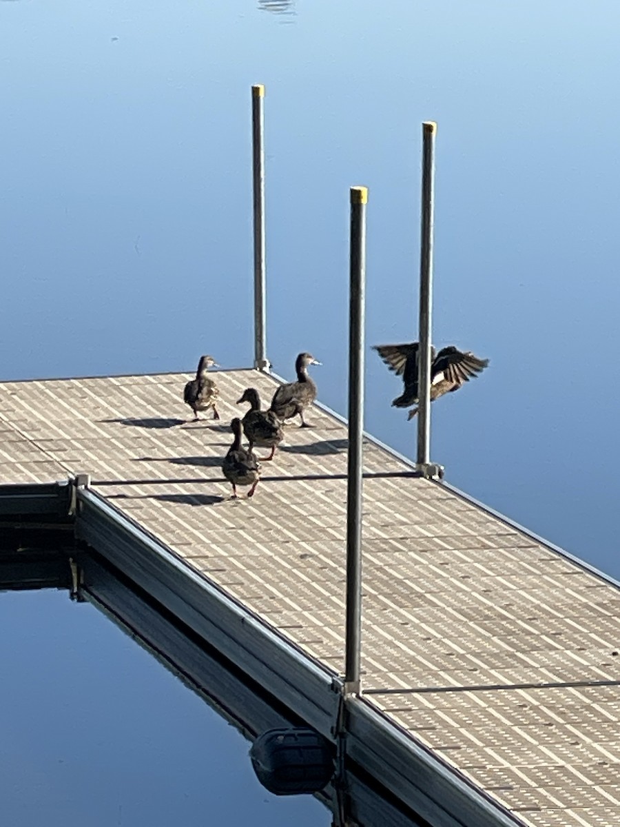 American Black Duck - ML646725562