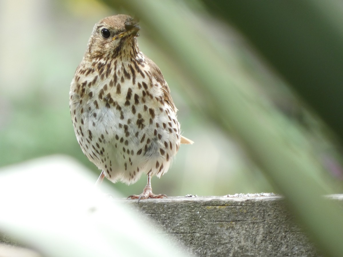 Song Thrush - ML646725564