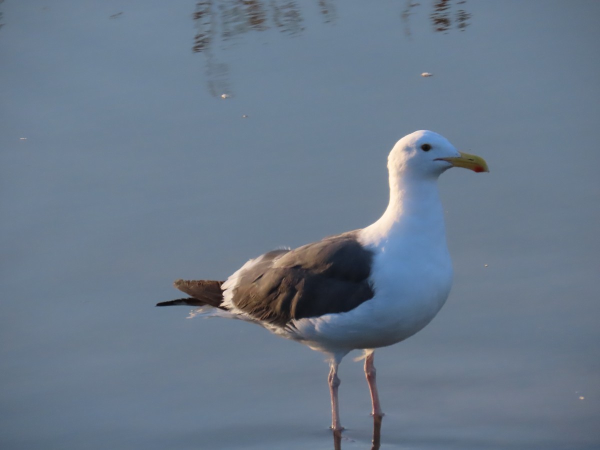 Мартин західний - ML646725567