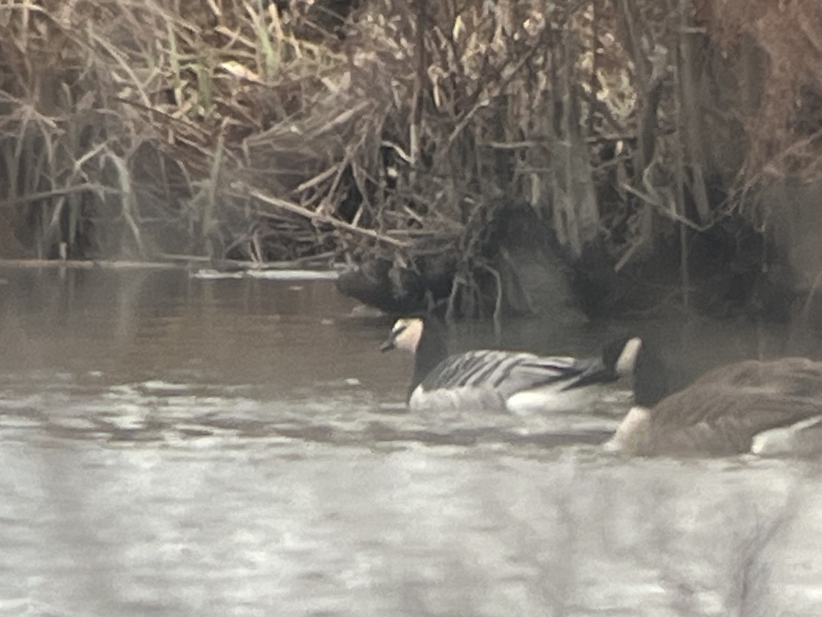 hvitkinngås - ML646725568