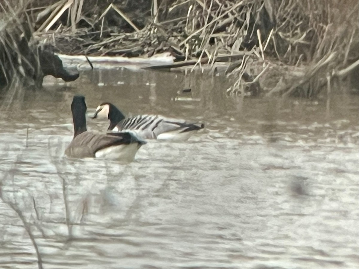 hvitkinngås - ML646725569