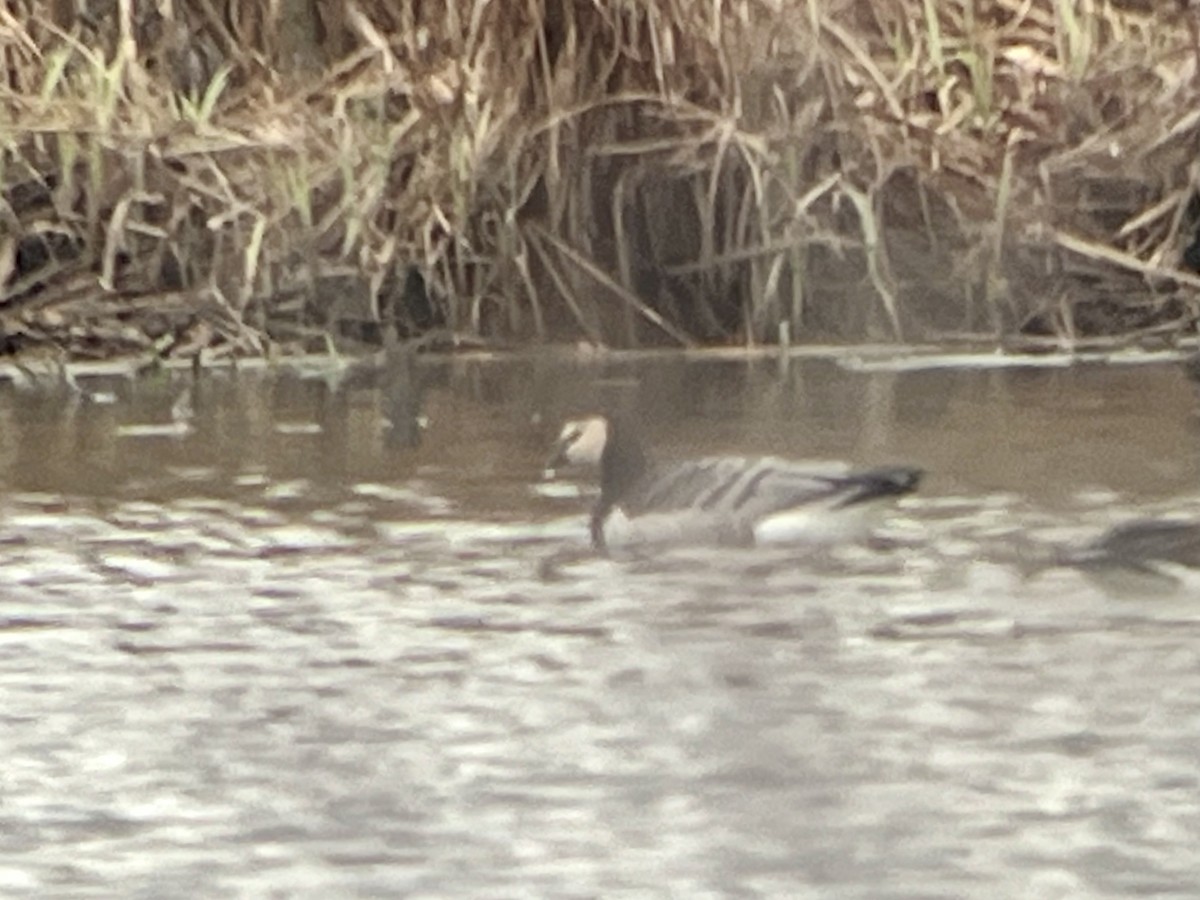 hvitkinngås - ML646725570