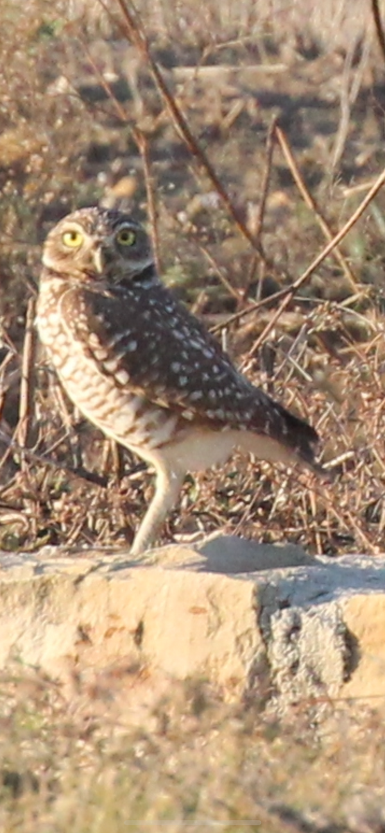 Mochuelo de Madriguera - ML646725571