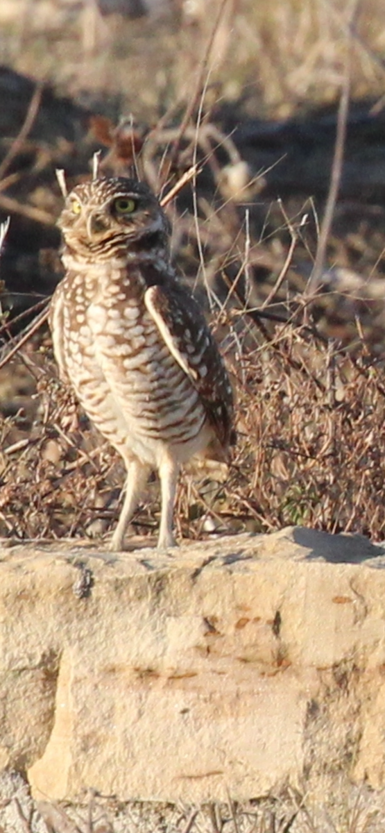 Mochuelo de Madriguera - ML646725572