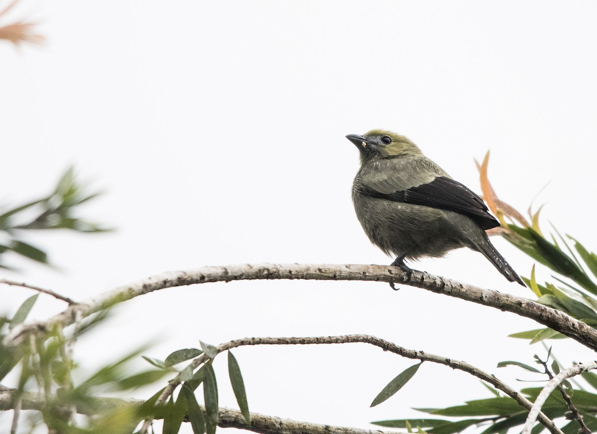 Palm Tanager - ML646725573