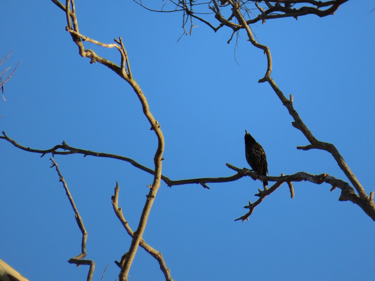 ホシムクドリ - ML646725576