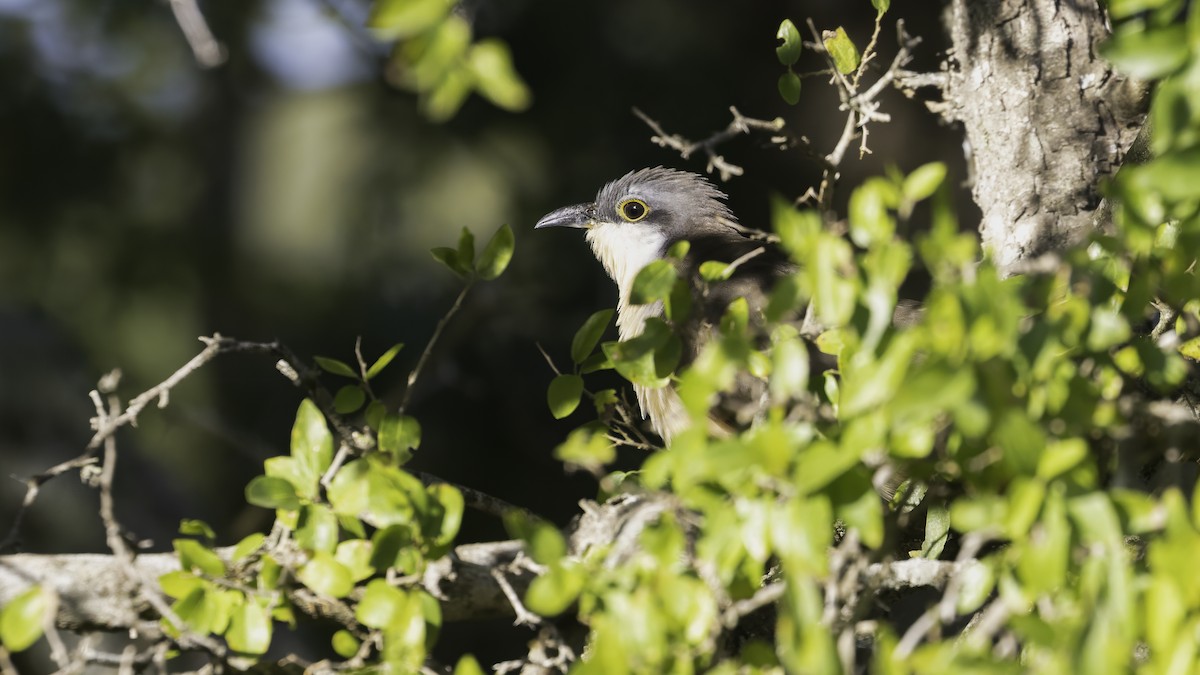 Кукліло бурий - ML646725577