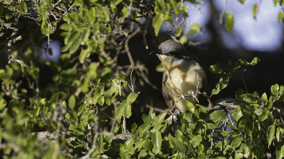 Кукліло бурий - ML646725578