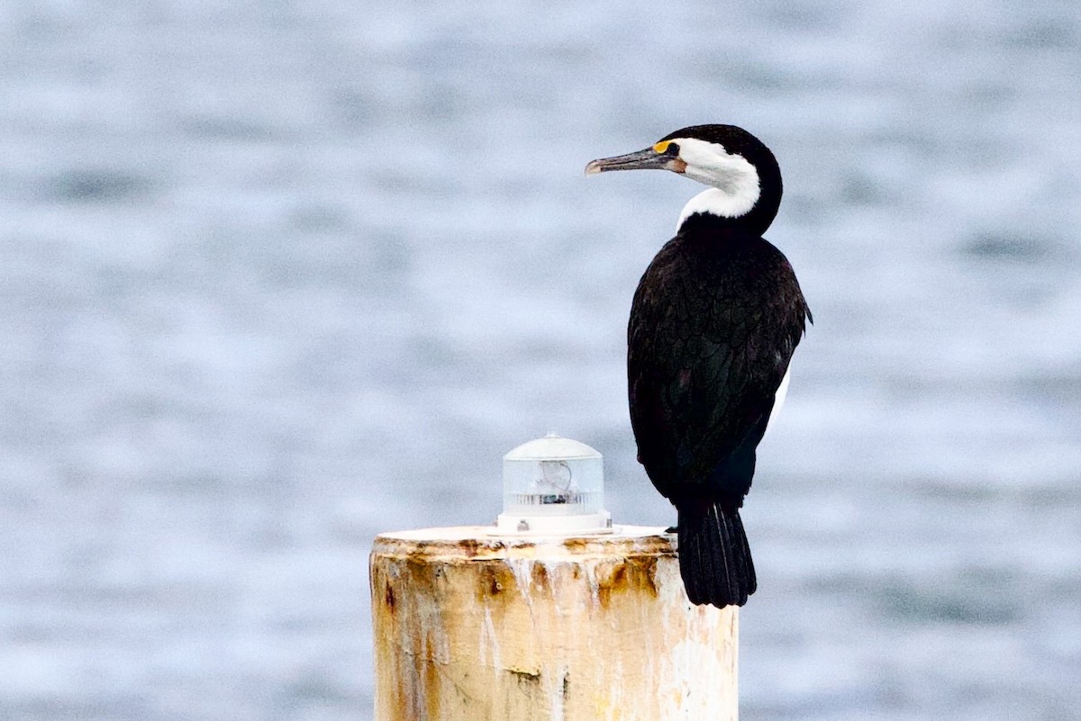 Elsterscharbe - ML646725584