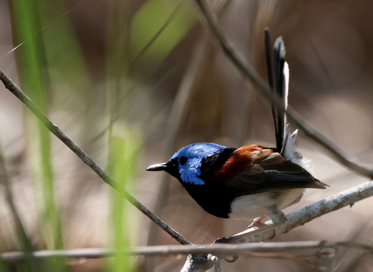 Lovely Fairywren - ML646725585