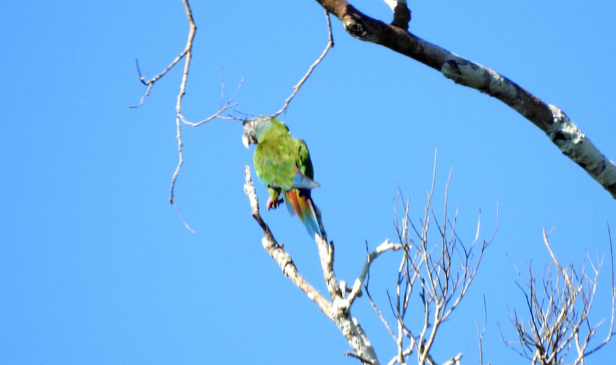 Blue-headed Macaw - ML646725587