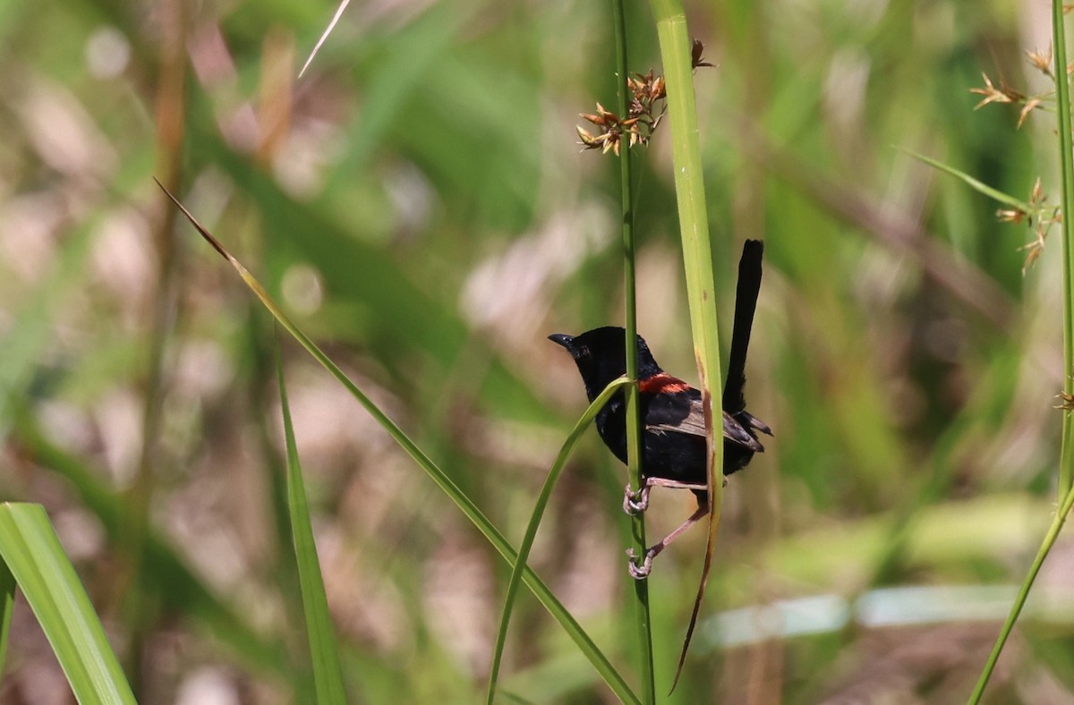 Red-backed Fairywren - ML646725590