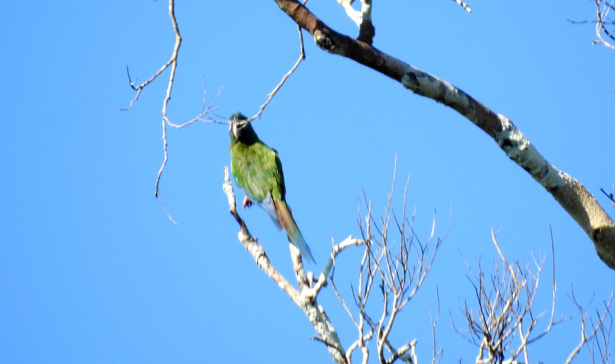Blue-headed Macaw - ML646725591