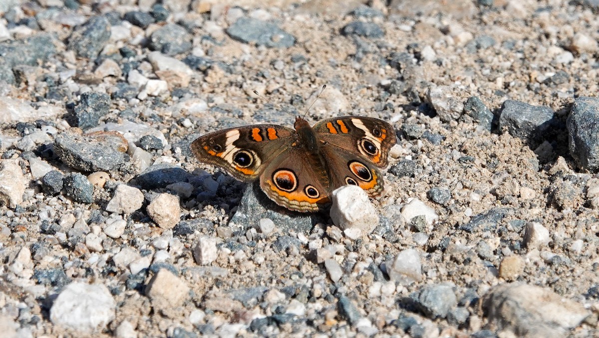 Common Buckeye - ML646725592