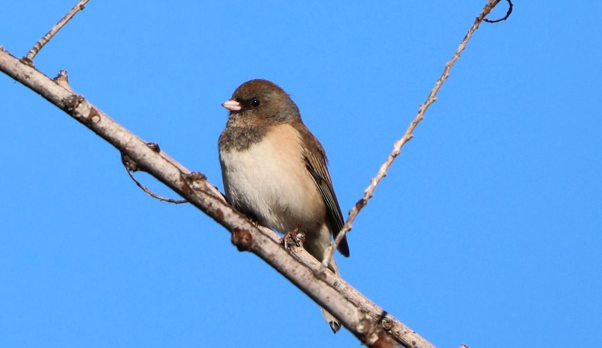 Dark-eyed Junco (Oregon) - ML646725593