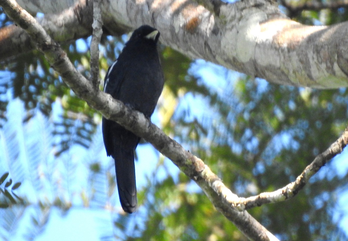 Yellow-billed Nunbird - ML646725596