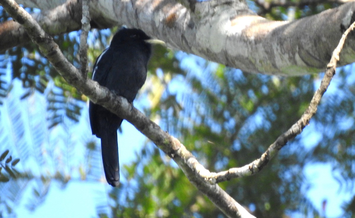Yellow-billed Nunbird - ML646725597