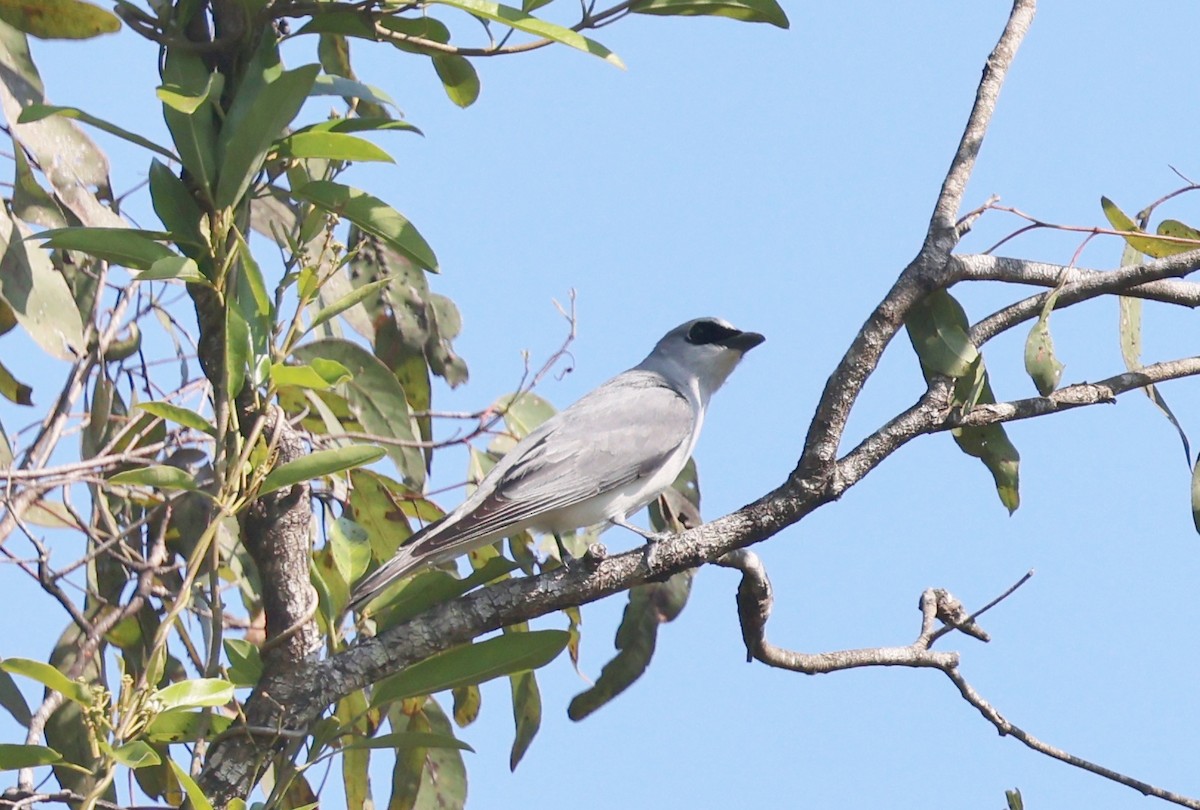 White-bellied Cuckooshrike - ML646725598