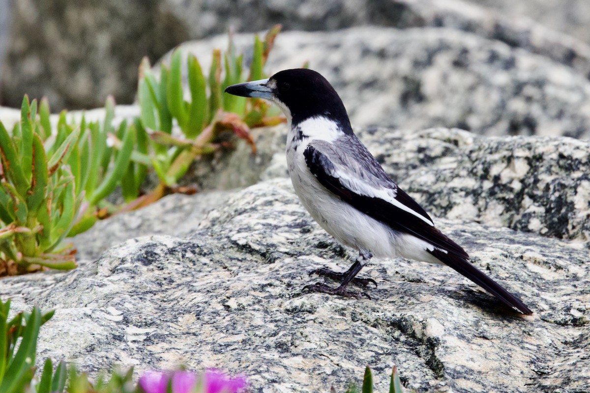 Graurücken-Krähenstar - ML646725599