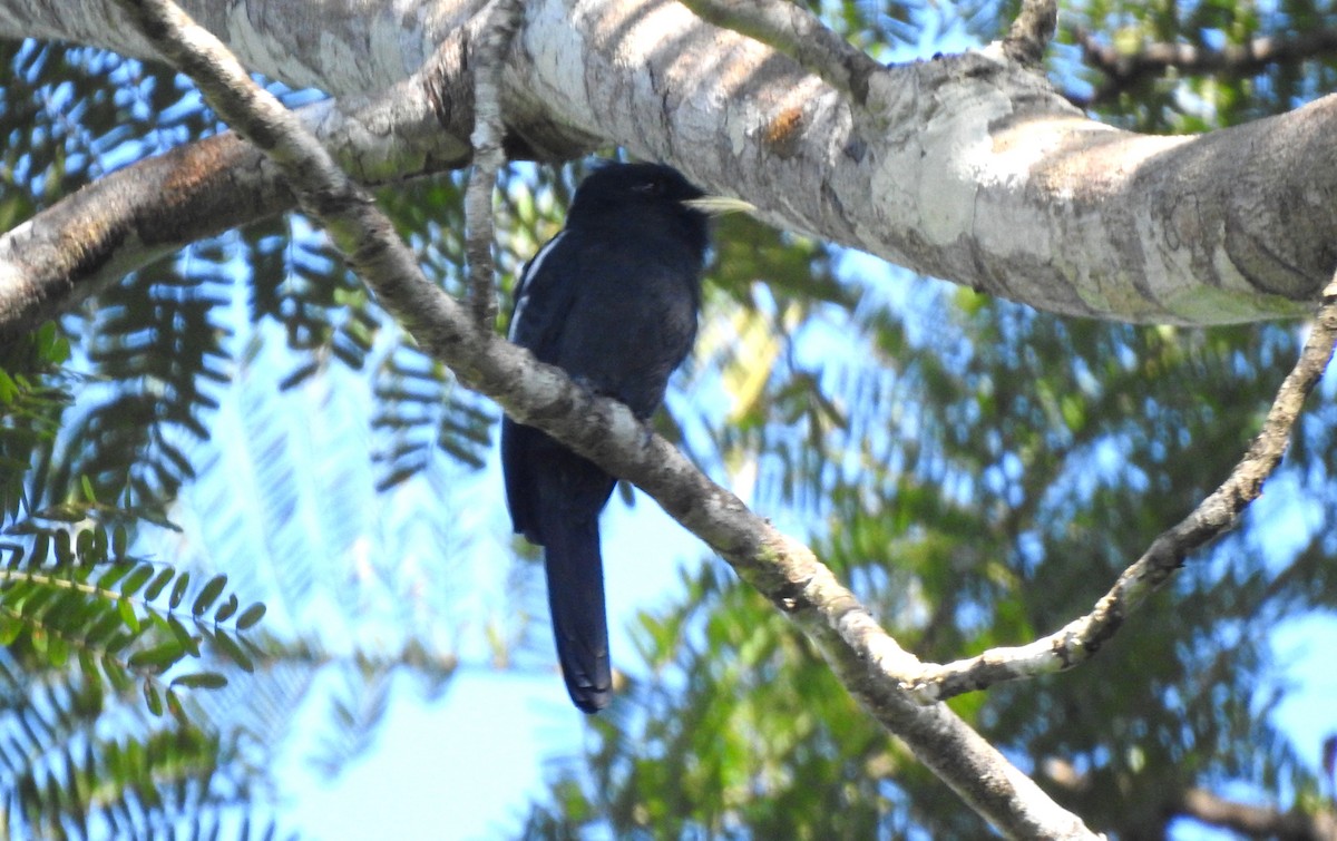 Yellow-billed Nunbird - ML646725600