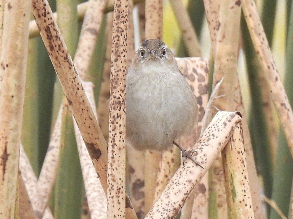 Marsh Wren - ML646725602