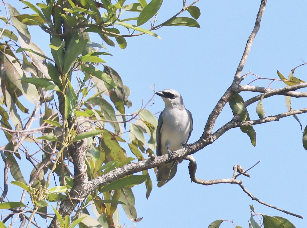 White-bellied Cuckooshrike - ML646725603