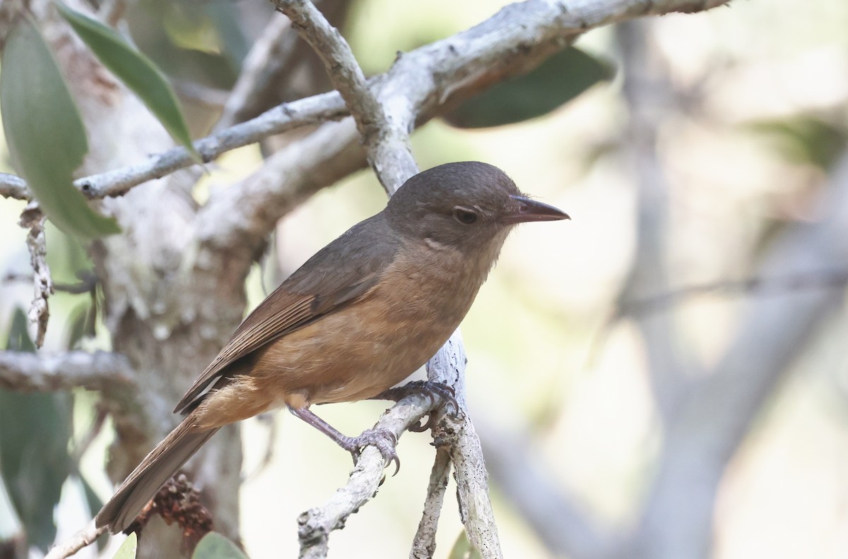 Little Shrikethrush - ML646725605