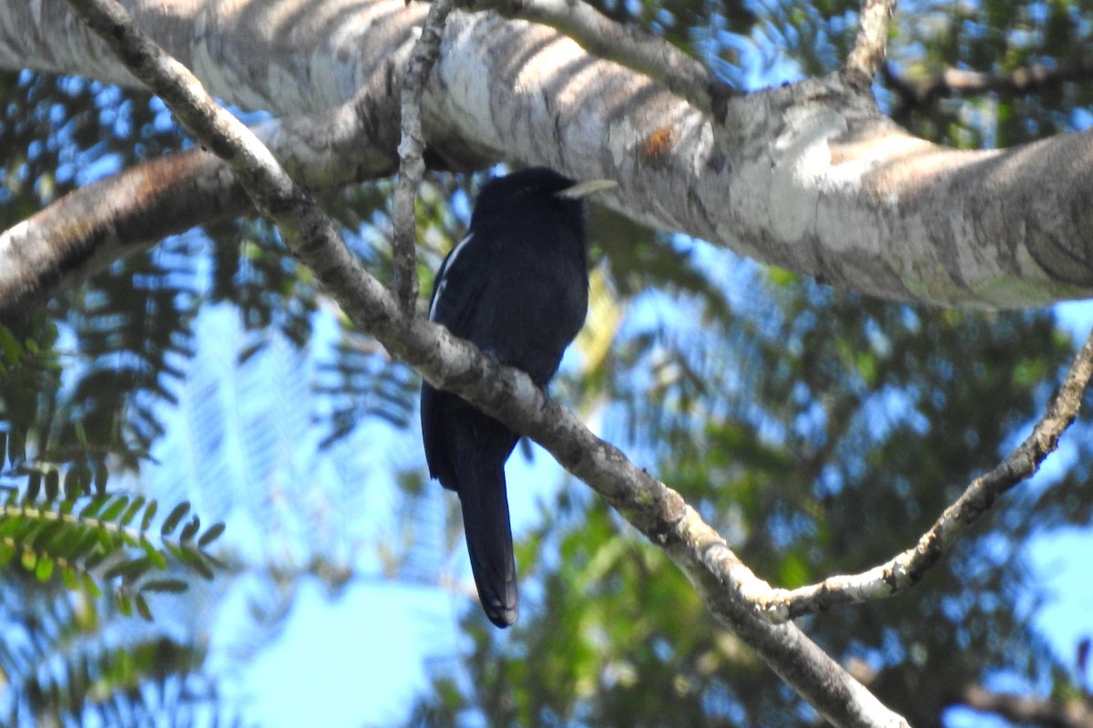 Yellow-billed Nunbird - ML646725606