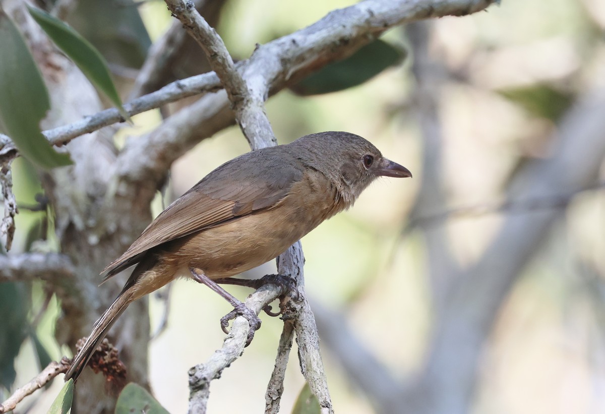 Little Shrikethrush - ML646725610