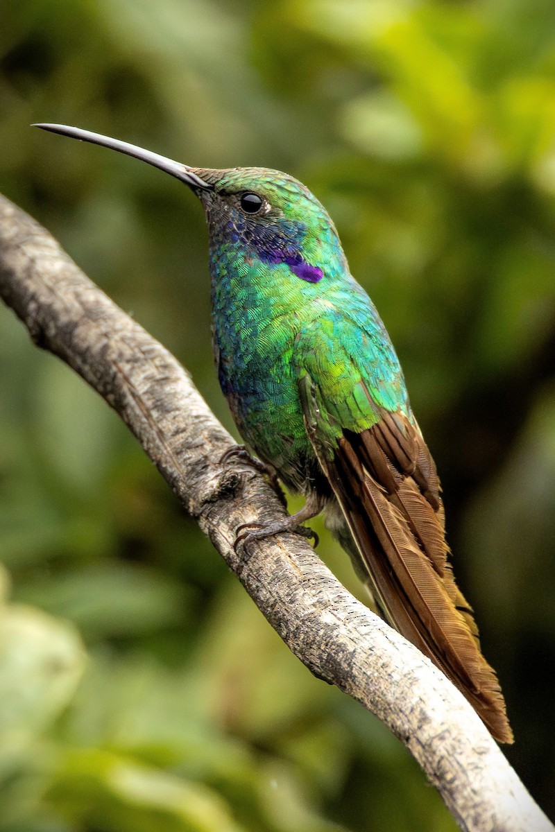 Sparkling Violetear - ML646725612